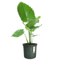 june tulip 40cm verde smeraldo